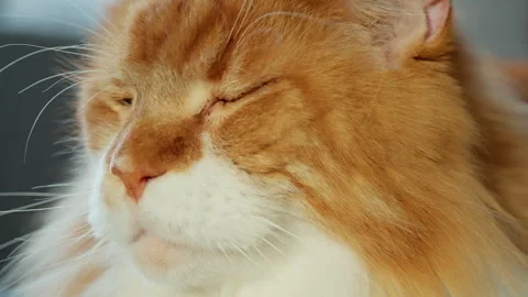 Tranquil close-up of a fluffy ginger Maine Coon cat with eyes gently closed Vídeos de archivo 317160313