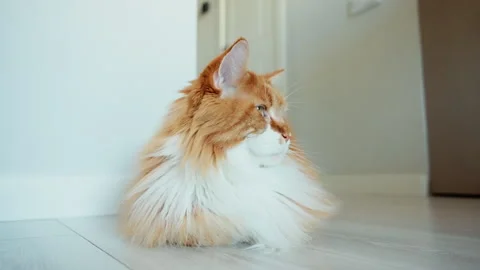 Tranquil close-up of a long-haired ginger and white Maine Coon cat resting on a Stock Footage 317164520