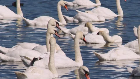Tranquil close up of swans drifting past one another on blue lake Vídeo Stock 251033042