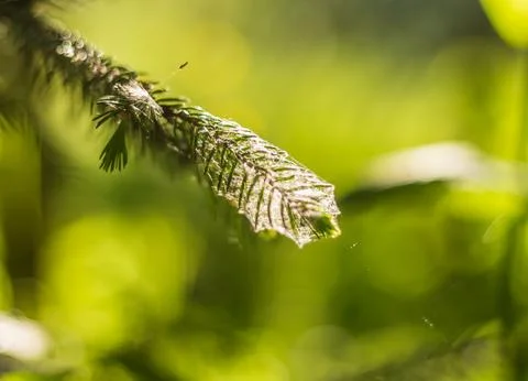 A tranquil close-up view of a fir tree branch adorned with a delicate layer o Stock Photos