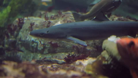 Tranquil closeup of aquarium fish, loopable background 스톡 동영상 250786492