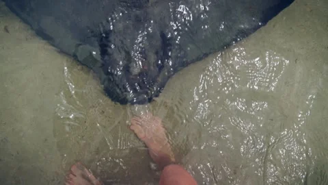 Tranquil Coastal Setting Where Gentle Stingray Interacts Closely With Wading Stock-Footage 323583393