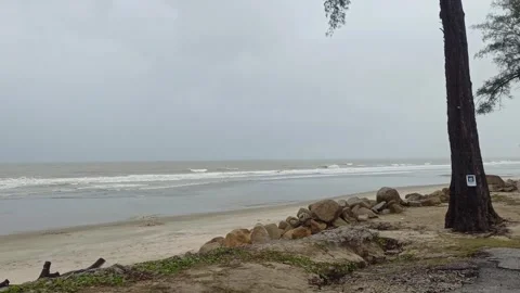 Tranquil Coastal View with Trees and Overcast Sky Stock Footage 325646749