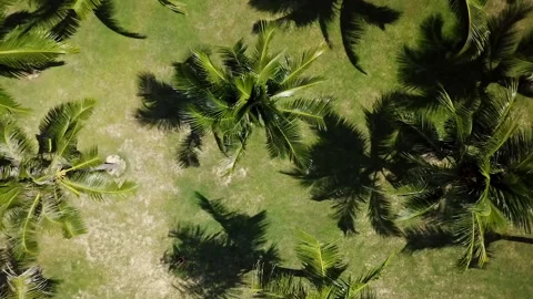 Tranquil coconut palm tree growing in rows tropical tourism background Stock-Footage 136217961
