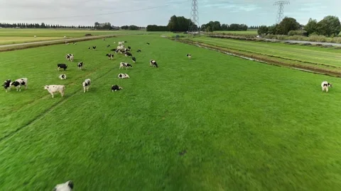 Tranquil Countryside with Cows – 4K Drone Aerial, Netherlands Stock Footage 317847608