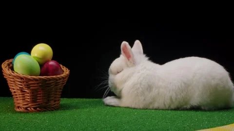 Tranquil countryside environment showcasing soft hare and vivid eggs 库存影片 330478918