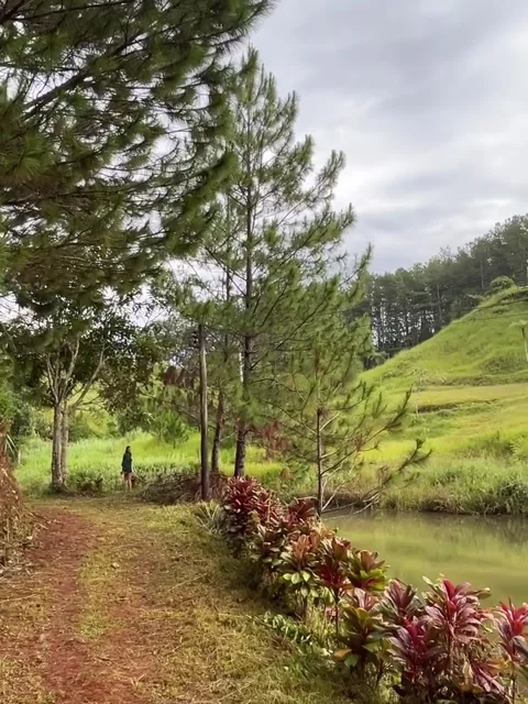 Tranquil Countryside Pond and Pine Trees by Green Hill Stock Footage 339774583