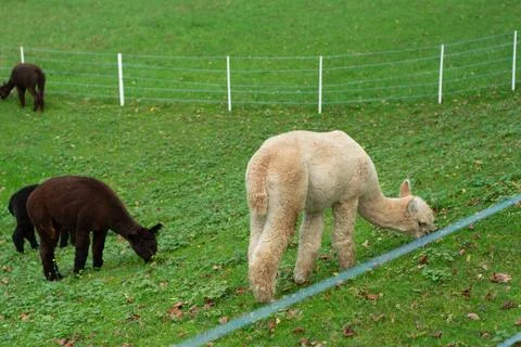 In a tranquil countryside setting, two alpacas enjoy a meal on vibrant green  Stock Photos