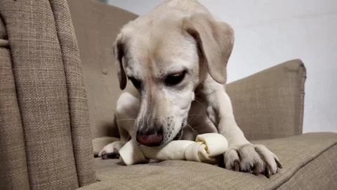 Tranquil Cream Dog Chewing Bone Sofa 스톡 동영상 262312664