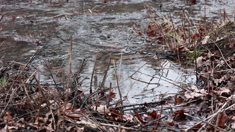 A Tranquil Creek Surrounded by Emerging Vegetation and Lingering Parched Autumn  Stock Footage 315764236