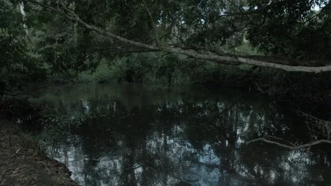 Tranquil creek surrounded by lush forest in Sunshine Coast Hinterland, Australia Stock Footage 341296323