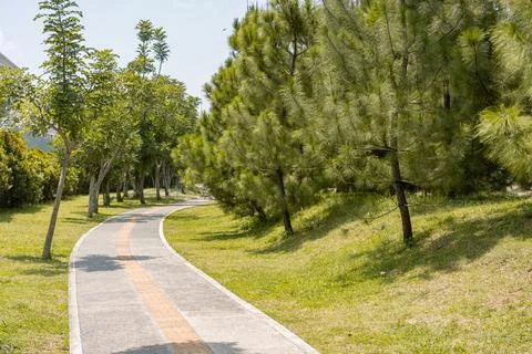 Tranquil Curved Pathway Surrounded by Lush Green Pine Trees, Offering a Ser.. Stock Photos