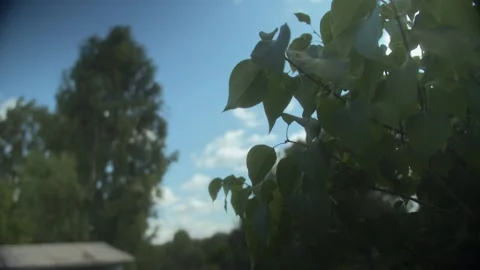Tranquil Dance of Birch Leaves in the Gentle Wind with Mature Tree and Blue Sky Stock Footage 257767525