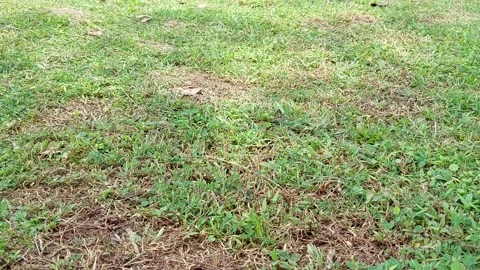 Tranquil Daytime Footage of Sparse Grass Fields and Distant Trees Stock Footage 237212311