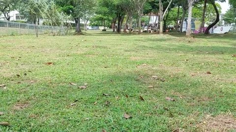 Tranquil Daytime Footage of Sparse Grass Fields and Distant Trees Stock Footage 237212313