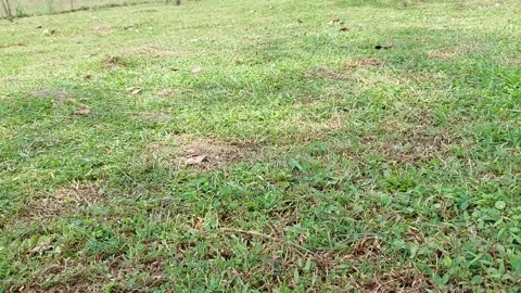 Tranquil Daytime Footage of Sparse Grass Fields and Distant Trees Stock Footage 237212373