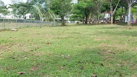 Tranquil Daytime Footage of Sparse Grass Fields and Distant Trees Stock Footage 237212385