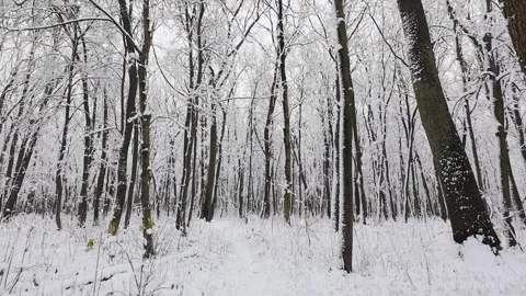 A tranquil deciduous forest is covered in a fresh snow. Stock-Footage 321840871