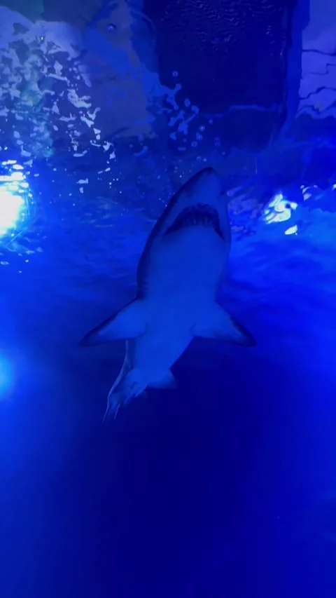 Tranquil deepsea setting featuring lurking predator silhouette. Calm submerged Stock Footage 327915631