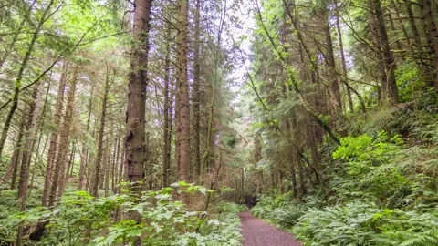 Tranquil dense forest scene with tall trees and ferns, evoking the peaceful atmo Stock Footage 309293801