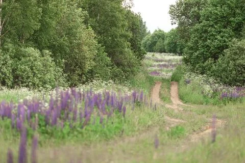 Tranquil dirt path through lush green meadow and purple lupine blooms Stock Photos