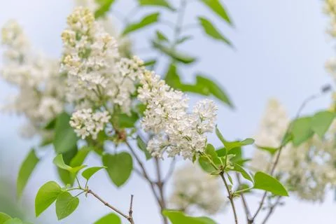 Tranquil display of lilacs with soft background effects. Serene surroundings  Stock Photos
