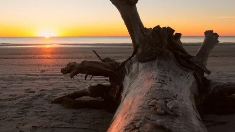 Tranquil dolly shot of fallen tree on beach at sunrise. Stock Footage 124923728