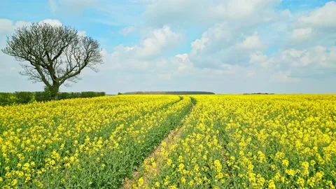 A tranquil drone shot capturing a yellow rapeseed crop in slow motion with .. Stock Footage 239416570
