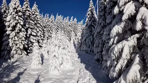 A tranquil drone video of snow covered fir trees Stock Footage 315799518