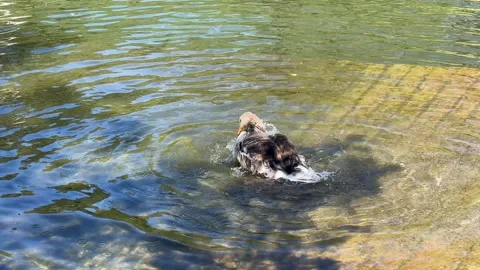 Tranquil Duck Swimming in Pond Stock Footage 288075684