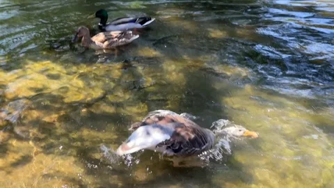 Tranquil Ducks Swimming in Pond Stock Footage 288075638