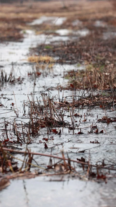 A Tranquil Early Spring Creek Featuring Dry Stalks And Waterlogged Ground Video stock 312956985