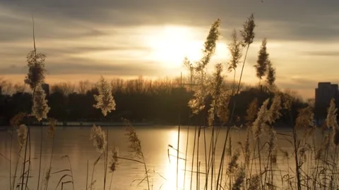 Tranquil empty mirror of reeds at sunset Stock Footage 228791361