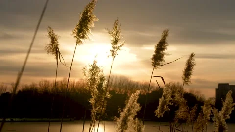 Tranquil empty mirror of reeds at sunset Stock Footage 228791365