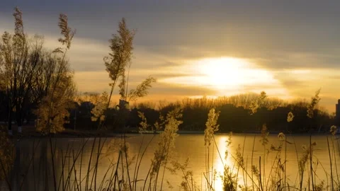 Tranquil empty mirror of reeds at sunset Stock Footage 228791379