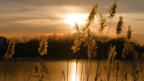 Tranquil empty mirror of reeds at sunset Stock Footage 228791482