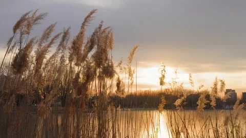 Tranquil empty mirror of reeds at sunset Stock Footage 228791507