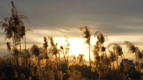 Tranquil empty mirror of reeds at sunset Stock Footage 228791742