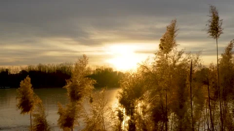 Tranquil empty mirror of reeds at sunset Stock Footage 228791811