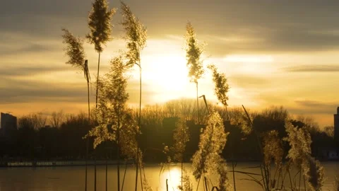 Tranquil empty mirror of reeds at sunset Stock Footage 228799996