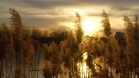 Tranquil empty mirror of reeds at sunset Stock Footage 228800132