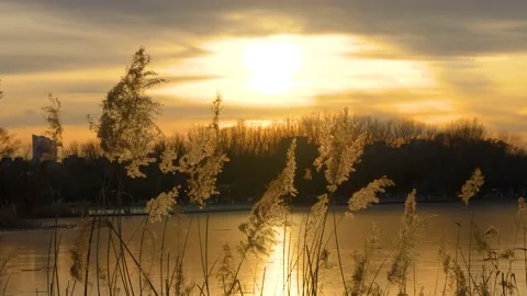 Tranquil empty mirror of reeds at sunset Stock Footage 228824061