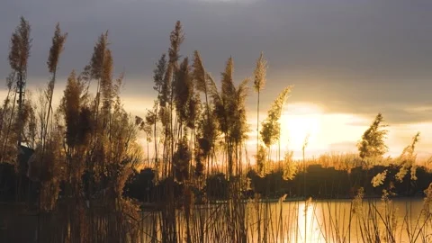 Tranquil empty mirror of reeds at sunset Stock Footage 228850749