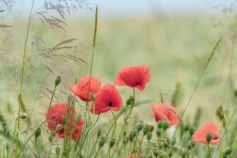 Tranquil field with red poppies and green wheat radiates beauty and harmony.. Stock Photos
