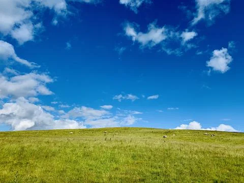 Tranquil field with sheep Stock Photos