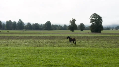 A tranquil field with a single horse standing alone in the green meadow. Stock Footage 287115071