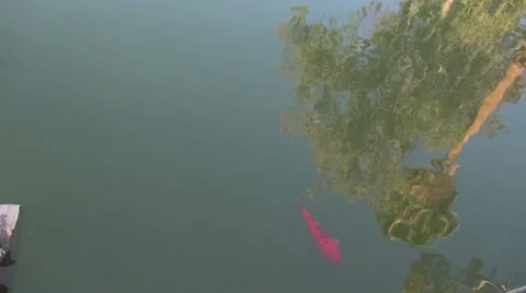 Tranquil Fish Pond 5 Stock Footage 11524677