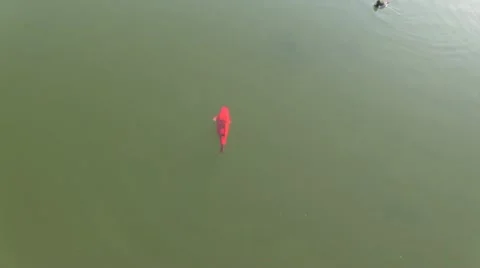 Tranquil fish pond 6 Stock Footage 11524282