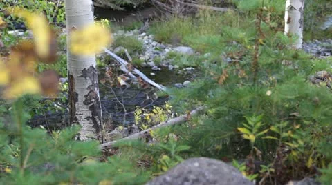 Tranquil Flowing Creek Stock Footage 21699345