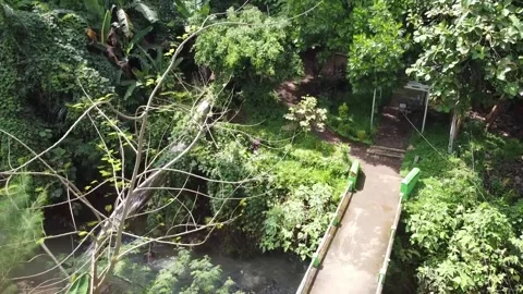 Tranquil Footbridge Over a Stream in Lush Greenery Video stock 280062250